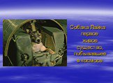 Собака Лайка первое живое существо, побывавшее в космосе