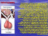 ГИПОТАЛАМУС. Гипоталамус спрятан, как в подполье, в самой сердцевине головного мозга под зрительными буграми. Словно чуткий приёмник, эта область мозга улавливает сигналы о любых изменениях в окружающем мире, «телеграфируя» клеткам и органам, как наилучшим образом к ним приспособиться. И те вынужден