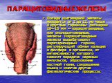 ПАРАЩИТОВИДНЫЕ ЖЕЛЕЗЫ. Позади щитовидной железы находятся от 2 до 12, но чаще 4 круглые горошины размером 10—15 мм — паращитовидные, или околощитовидные, железы. Паращитовидные железы вырабатывают паратериоидный гормон, регулирующий обмен кальция и фосфора в организме, от интенсивности которого зави