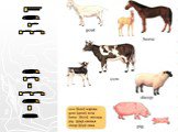 Wild and farm animals (Дикие и домашние животные) Слайд: 4