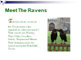 Meet The Ravens. There are seven ravens at the Tower today ( the required six plus one spare!) Their names are Hardey, Thor, Odin, Gwyllum, Cedric, Hugine and Munin. Their lodgings are to be found next to the Wakefield Tower.