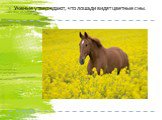 Ученые утверждают, что лошади видят цветные сны. Ученые утверждают, что лошади видят цветные сны.                                                                                                                                                                  