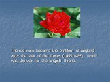 The red rose became the emblem of England after the War of the Roses (1455-1485) which was the war for the English throne.