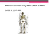 The human skeleton has got this amount of bones: A) 218 B) 128 C) 281