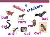 4 animal crackers bull ram rat bat ant eel owl cat