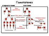 Гаметогенез сперматогенез овогенез Фаза размножения Фаза роста Фаза созревания. Направительные тельца. 2n. Фаза формирования. n