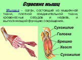Строение мышц. Мышца – орган, состоящий из мышечной ткани, плотной соединительной ткани, кровеносных сосудов и нервов, и выполняющий функцию сокращения.