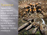 Тарантул. Тарантулы представляют собой группу волосатых и очень больших (около 3-4 см в длину) пауков, которые принадлежат к семейству пауков-птицеедов.