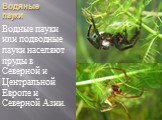 Водяные пауки. Водные пауки или подводные пауки населяют пруды в Северной и Центральной Европе и Северной Азии.