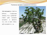Растения с высоким содержанием лигнина. Дуб ска́льный (лат. Quércus pétraea). Содержание лигнина (%) в древесине ствола дуба скального находится в пределах 20,1—22,6, в коре ствола дуба скального 22—24.