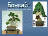 Бонсай- выращивание дерева в цветочном горшке