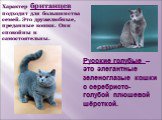 Русские голубые – это элегантные зеленоглазые кошки с серебристо-голубой плюшевой шёрсткой. Характер британцев подходит для большинства семей. Это дружелюбные, преданные кошки. Они спокойны и самостоятельны.