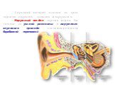 Слуховой аппарат состоит из трех отделов: наружного, среднего и внутреннего. Наружный отдел хорошо виден. Он состоит их ушной раковины и наружного слухового прохода, заканчивающегося барабанной перепонкой.