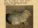 МАРА – очень своеобразное животное, обитающее в пустыне. По виду напоминает нашего зайца. Отличается лишь более короткими ногами и закругленными ушами