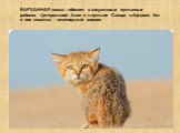 БАРХАННАЯ кошка – обитает в засушливых пустынных районах Центральной Азии и в пустыне Сахара в Африке. Как и все кошачьи – плотоядный хищник.