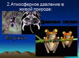 2.Атмосферное давление в живой природе: Мухи. Древесные лягушки