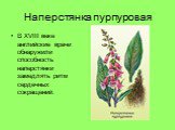 Наперстянка пурпуровая. В XVIII веке английские врачи обнаружили способность наперстянки замедлять ритм сердечных сокращений.