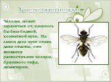 Комнатная муха. Человек может заразиться от, казалось бы безобидной, комнатной мухи. На самом деле мухи очень даже опасны, они являются разносчиками холеры, брюшного тифа, дизентерии.