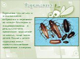Тараканы. Тараканы, так же как и мухи питаются отбросами и переносят на лапках бактерии и микроорганизмы, в результате чего происходит заражение человека, чаще всего детей. Также у детей тараканы могут вызвать сильнейшие проявления аллергии.