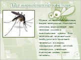 Малярийный комар. Одним из наиболее опасных видов насекомых считаются комары, заражающие при помощи укусов и высасывания крови. Это насекомые переносчики возбудителей болезней человека: малярии, лихорадки денге, желтой лихорадки, уносящих ежегодно жизни тысяч человек.
