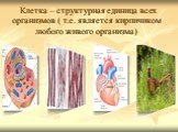 Клетка – структурная единица всех организмов ( т.е. является кирпичиком любого живого организма)