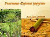 Растение «Cyperus papyrus». сечение стебля: