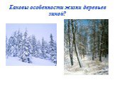 Каковы особенности жизни деревьев зимой?