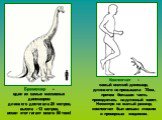 Брахиозавр – один из самых массивных динозавров: длина его достигала 25 метров, высота - 13 метров, весил этот гигант около 80 тонн! Компсогнат - самый мелкий динозавр, длина его не превышала 70см, причем большая часть приходилась на длинный хвост. Несмотря на малый размер, компсогнат был весьма лов
