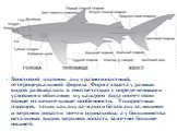 Хвостовой плавник акул разнолопастный, гетероцеркальной формы. Форма хвоста у разных видов развивалась в соответствии с определенными условиями обитания и у каждого вида имеет свои явные отличительные особенности. У скоростных пловцов, таких как акула-мако и белая акула, нижняя и верхняя лопасти поч