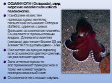 ОСЬМИНОГИ (Octopoda), отряд морских моллюсков класса головоногих. Наиболее известен приморскому жителю гигантский осьминог Octopus dofleini, один из самых больших осьминогов планеты. Он является промысловым видом. Длина его мантии (мешка) достигает более 60 см, а вместе со щупальцами - 3-5м. Несмотр
