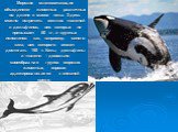 Морские млекопитающие объединяют животных различных по длине и массе тела. Здесь можно встретить мелких тюленей и дельфинов, вес которых не превышает 50 кг, и крупных исполинов как, например, синего кита, вес которого может достигать 160 т. Киты, дельфины и тюлени – довольно своеобразная группа морс