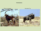 Антилопа Чёрная антилопа Антилопа Гну