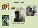 Обезьяны Лангуры. Священная обезьяна в Индии