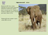 Африканский слон. Африканский слон, самое крупное из ныне существующих наземных животных, может иметь высоту до 4 м. Огромные изогнутые бивни старых самцов достигают более 3,5 м. Взрослый слон съедает в день около 300 кг веток.