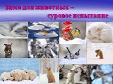 Зима для животных – суровое испытание