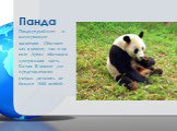 Панда. Панда-редчайшее и вымирающее животное. Обитают как в неволе, так и на воле. Ареал обитания-центральная часть Китая. В неволе ,по представлениям ученых ,осталось не больше 1600 особей.