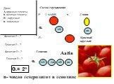 Дано: А-красные томаты а- желтые томаты В –округлые в - овальные. Фенотип F1- ? Схема скрещивания. ♀ ААВВ ♂ аавв АВ ав G. Генотип F1- ? Фенотип F2- ? Генотип F2- ? Генотип АаВв Ав аВ G.= 2n. n- число гетерозигот в генотипе