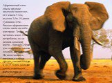 Африканский слон- самое крупное наземное животное, его масса 5 тон, высота 3,5м. И длина туловища 4,5м. Раньше африканские слоны жили на всём материке. Теперь их осталось мало. Они истреблены из-за ценной слоновой кости – бивней.Сейчас для сохранения слонов созданы заповедники. Но восстановить погол