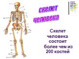 скелет человека. Скелет человека состоит более чем из 200 костей