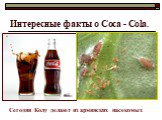 Интересные факты о Coca - Cola. Сегодня Колу делают из армянских насекомых