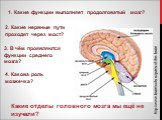 http://www.braintools.ru/parts-of-the-brain. Какие отделы головного мозга мы ещё не изучали? 1. Какие функции выполняет продолговатый мозг? 2. Какие нервные пути проходят через мост? 3. В чём проявляются функции среднего мозга? 4. Какова роль мозжечка?