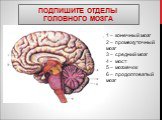 Подпишите отделы головного мозга. 1 – конечный мозг 2 – промежуточный мозг 3 – средний мозг 4 - мост 5 – мозжечок 6 – продолговатый мозг