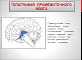 Топография промежуточного мозга. Промежуточный мозг, (diencephalon) отдел головного мозга, составляющий у человека самую— верхнюю часть мозгового ствола, над которой расположены большие полушария.