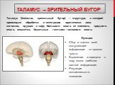 Таламус – зрительный бугор. Таламус (thalamus, зрительный бугор) — структура, в которой происходит обработка и интеграция практически всех сигналов, идущих в кору большого мозга от спинного, среднего мозга, мозжечка, базальных ганглиев головного мозга. Функции: Сбор и оценка всей поступающей информа