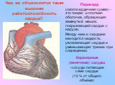 Чем же объясняется такая высокая работоспособность сердца? Перикард (околосердечная сумка) – это тонкая и плотная оболочка, образующая замкнутый мешок, покрывающей сердце с наружи. Между ним и сердцем находится жидкость, увлажняющая сердце и уменьшающая трение при сокращении. Коронарные (венечные) с