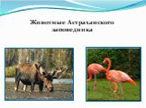 Животные Астраханского заповедника