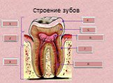 Строение зубов Коронка Шейка Корень Зубная пульпа Дентин Эмаль 2 3 1 4 5 6 Цемент 7 Нервы и сосуды 8
