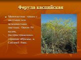 Ферула каспийская. Многолетние травы с желтыми или зеленоватыми цветами. Около 50 видов, распространенных, главным образом, в Средней Азии.