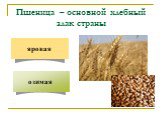 Пшеница – основной хлебный злак страны