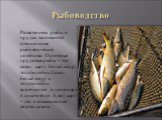 Рыбоводство. Разведением рыбы в прудах занимаются специальные рыбоведческие хозяйства. Основные прудовые рыбы – это сазан, карп, белый амур, толстолобик. Сазан, белый амур и толстолобик встречаются в природе и в диком виде. А вот карп – это одомашненная форма сазана.